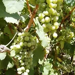 Kokkinos * Ариллас